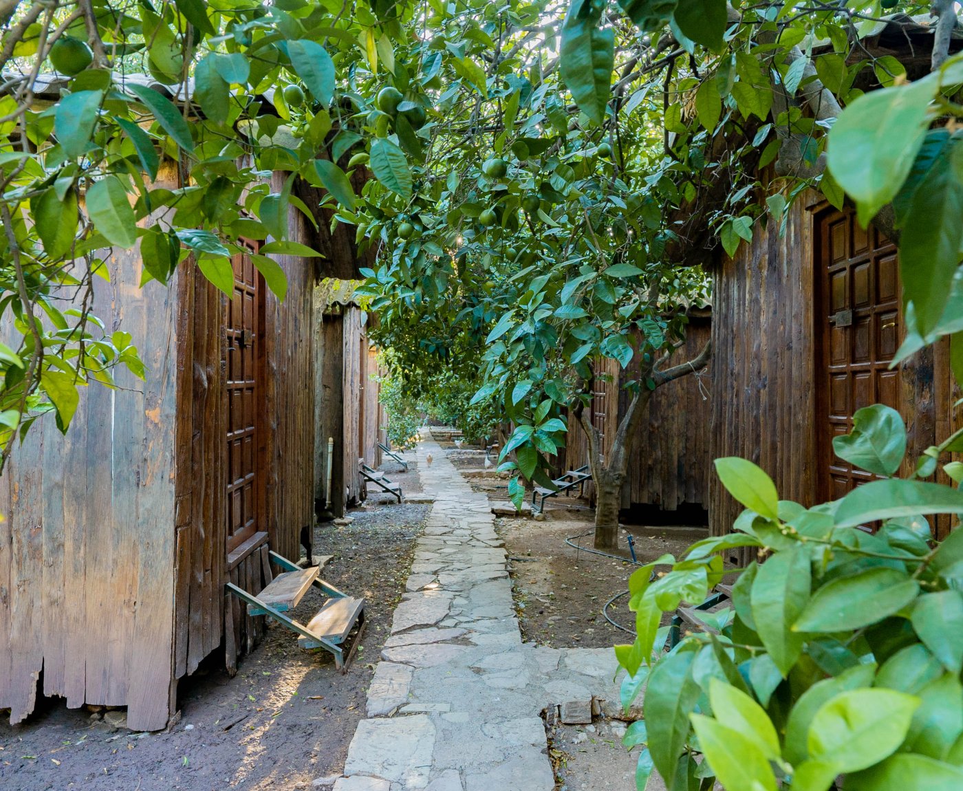 Olympos Turkmen Tree Houses