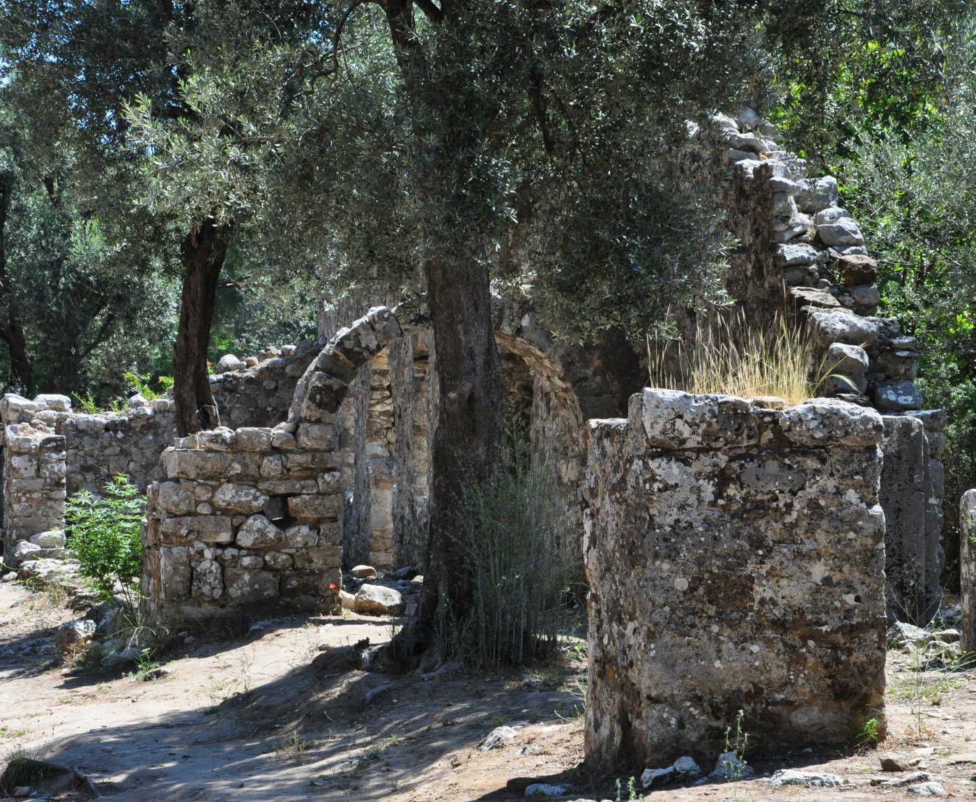 Olympos Turkmen Tree Houses